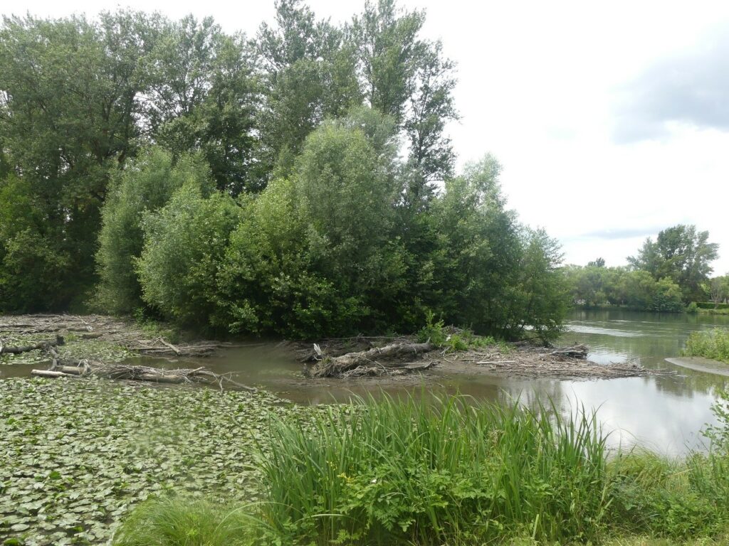 Zone humide en bordure de Garonne à Couladère