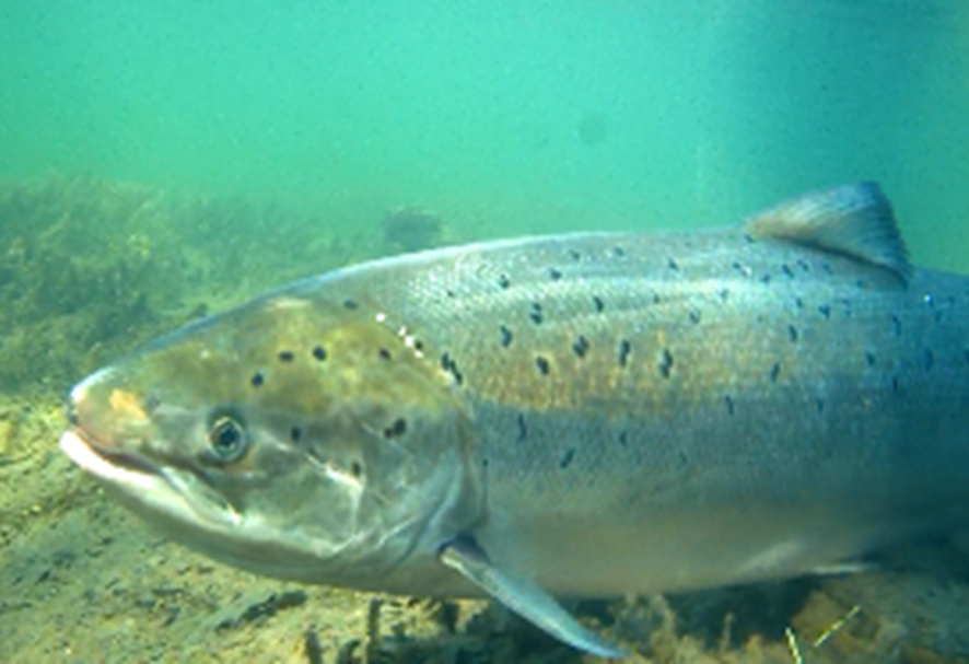 Chaque année près de 120 saumons atlantique remontant la Garonne sont comptabilisés par l’association MIGADO au niveau du barrage de Golfech (Lot et Garonne)