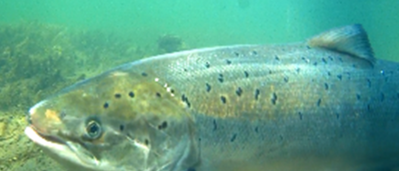 Chaque année près de 120 saumons atlantique remontant la Garonne sont comptabilisés par l’association MIGADO au niveau du barrage de Golfech (Lot et Garonne)
