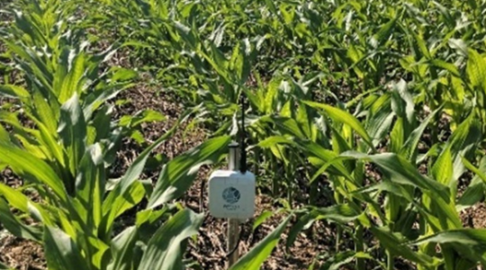 Sonde capacitive