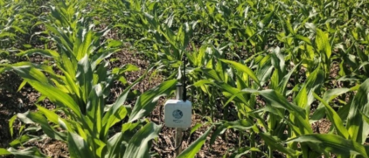 Sonde capacitive